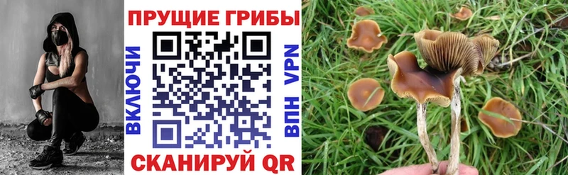 Купить где  Салават  Галлюциногенные грибы GOLDEN TEACHER 